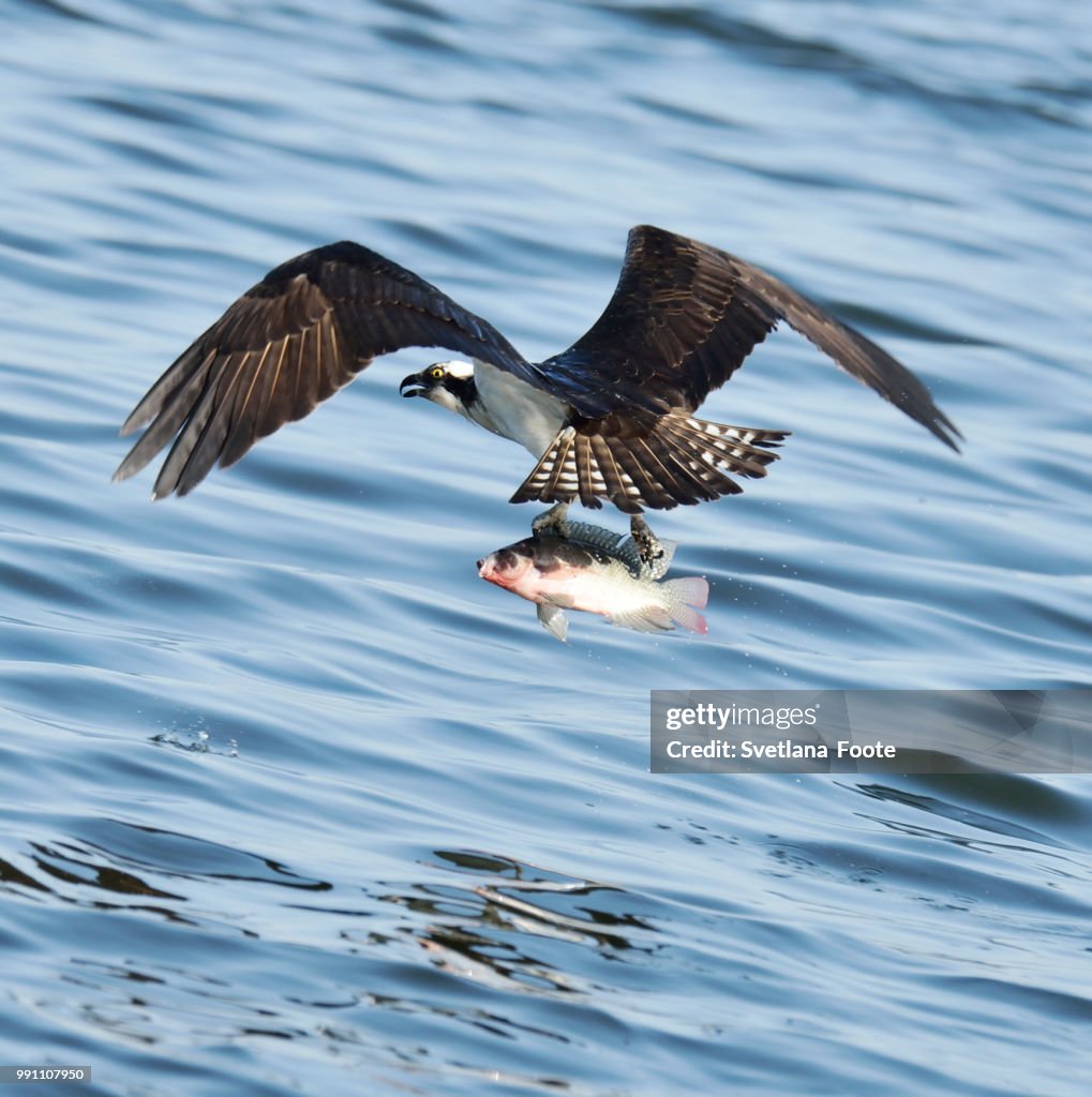 Osprey Catching Fish