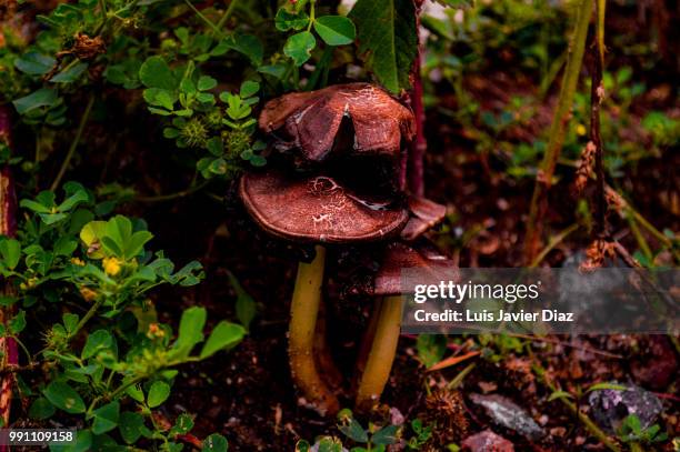 please don't eat... - silva v diaz stockfoto's en -beelden