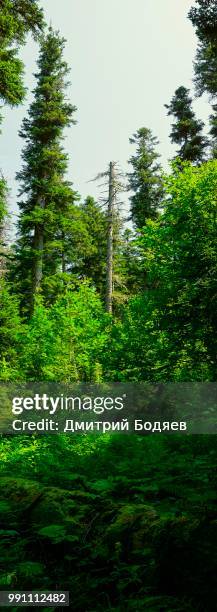 coniferous forest - coniferous stock pictures, royalty-free photos & images