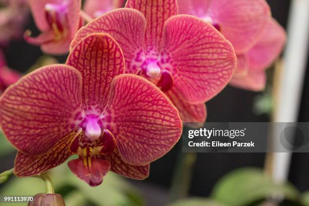 garden show orchid - gartenausstellung stock-fotos und bilder