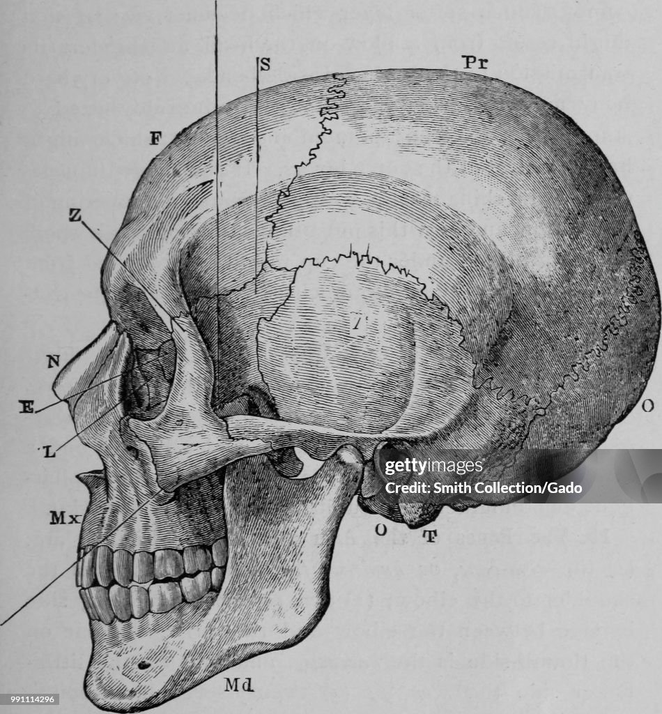 Human Skull Profile