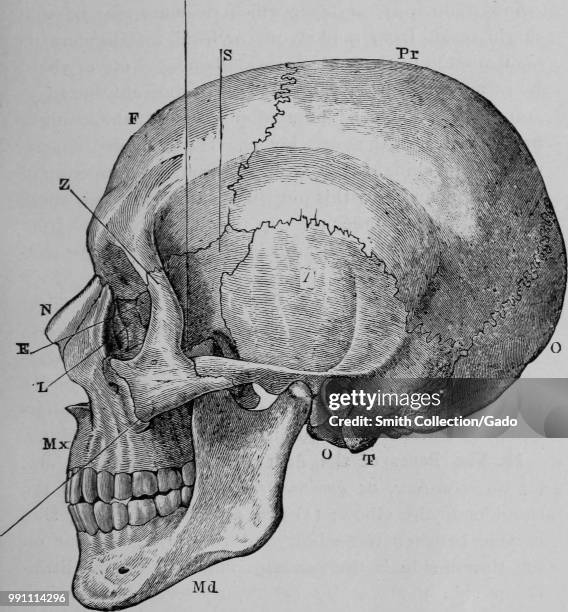 Black and white print illustrating a side view of the human skull, with alphabetized indicators pointing to the parietal bone, occipital bone,...