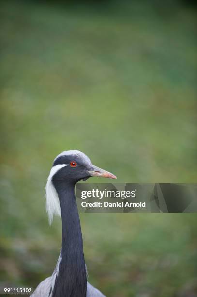 theredeye - demoiselle crane stock pictures, royalty-free photos & images