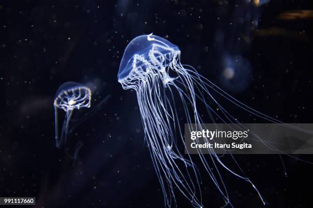 jellyfish 05 - lions mane jellyfish stock pictures, royalty-free photos & images