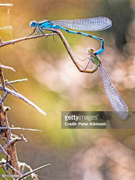 mating common blue damsels - mating stock pictures, royalty-free photos & images
