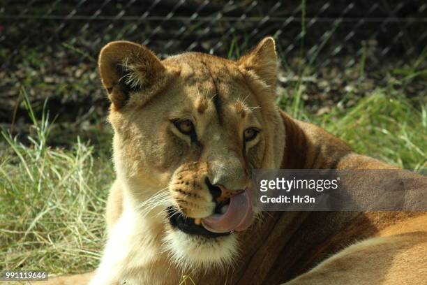 lioness licking her lips - animals with big lips stock pictures, royalty-free photos & images