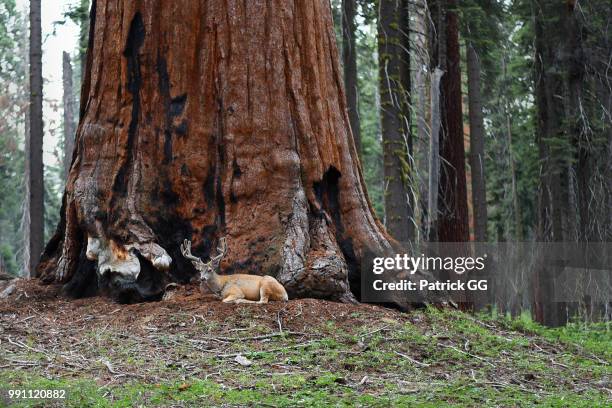 deer and giant sequoia - sequoia stock pictures, royalty-free photos & images