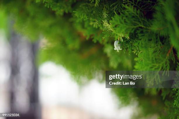 green bell - jour de lan photos et images de collection