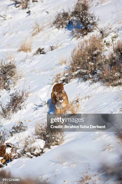 mountain lion detected its hunt - chasing tail stock pictures, royalty-free photos & images