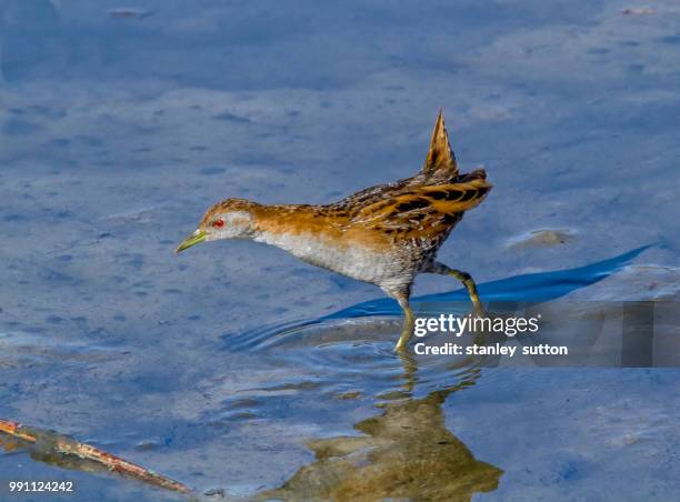 marsh crake - charadriiformes stock pictures, royalty-free photos & images