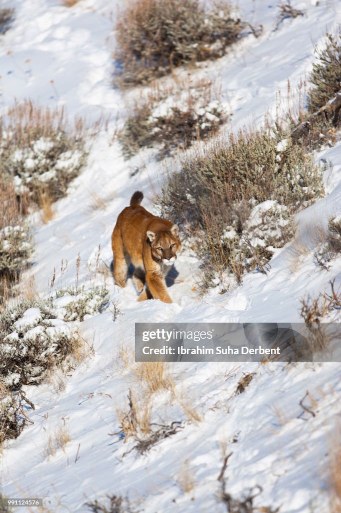 Prey Stalking By The Puma