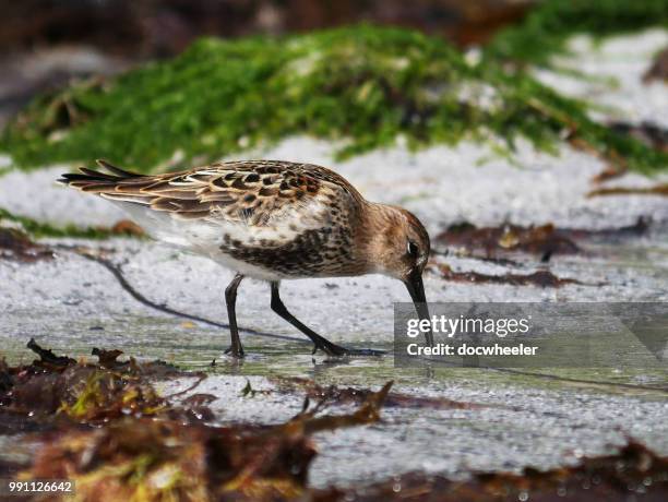 dunlin feeding - foraging on beach stock pictures, royalty-free photos & images