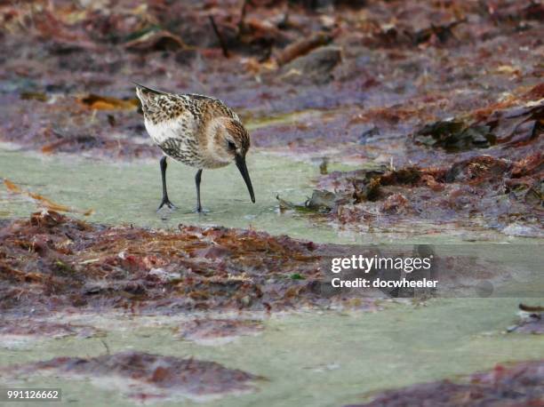 dunlin - foraging on beach stock pictures, royalty-free photos & images