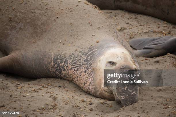 sleeping elephant seal - northern elephant seal stock pictures, royalty-free photos & images