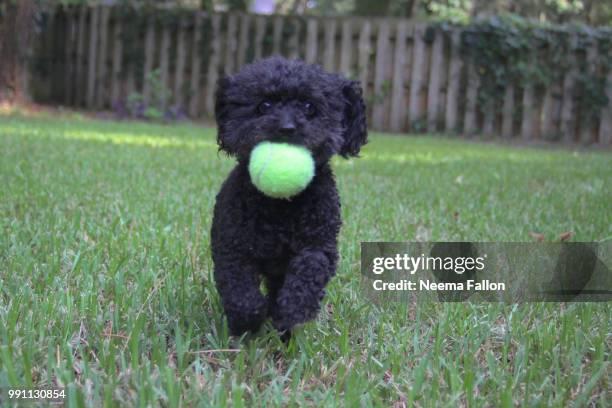 playfull pup - fallon stock pictures, royalty-free photos & images