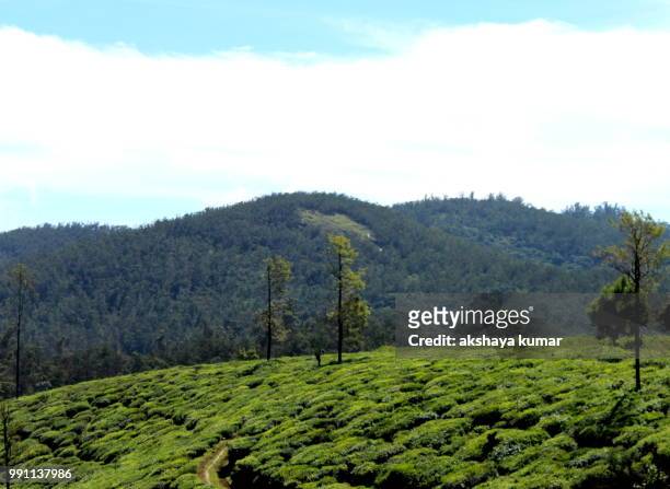 ooty - ooty stock pictures, royalty-free photos & images