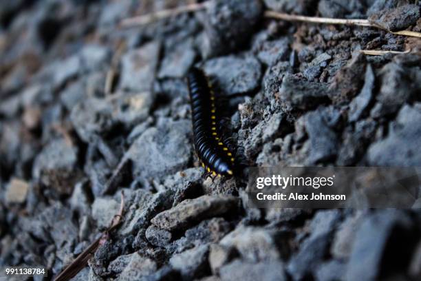 Centipede Wild Photos And Premium High Res Pictures Getty Images Centipede Wild Photos And Premium High Res Pictures Getty Images