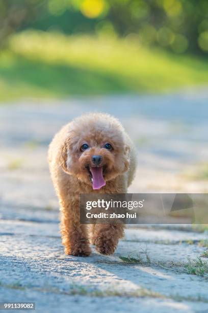 the poodle in the sunset - caniche de juguete fotografías e imágenes de stock