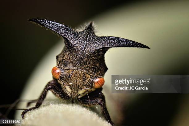 horned treehopper - horned beetle stock-fotos und bilder