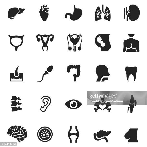 ilustraciones, imágenes clip art, dibujos animados e iconos de stock de conjunto de iconos de órganos humanos - senos