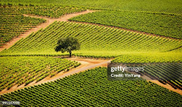 adega e vinhedo do vale de sonoma na califórnia - condado de sonoma - fotografias e filmes do acervo