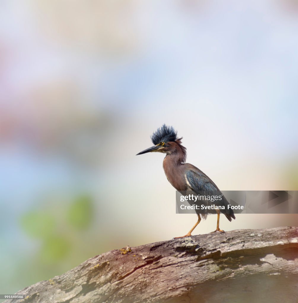 Green Heron