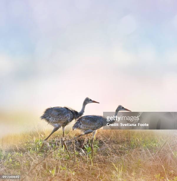 sandhill crane chicks - sandhill stock pictures, royalty-free photos & images