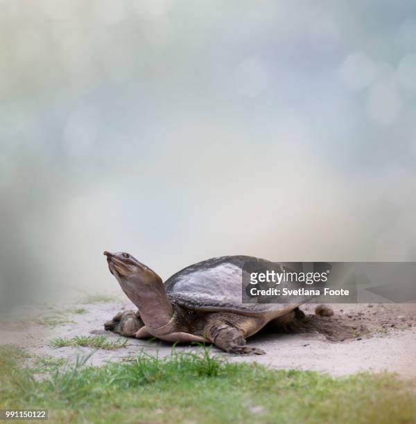 turtle  laying  eggs - kaltblüter stock-fotos und bilder