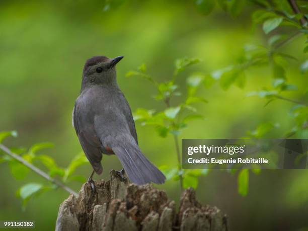 gray catbird - gray catbird stock pictures, royalty-free photos & images