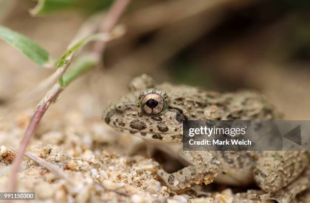 Asian Toad Development 740 Asian Toad Stock Photos, High-Res Pictures, and Images - Getty Images