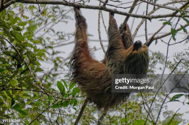 equateur amazonie - equateur stock-fotos und bilder