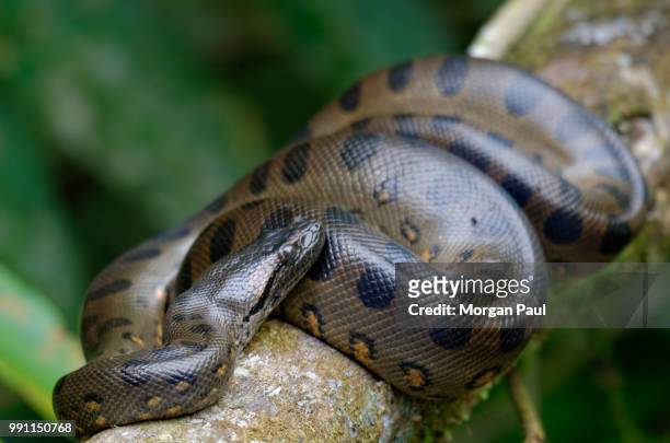 equateur amazonie - anaconda snake stock pictures, royalty-free photos & images