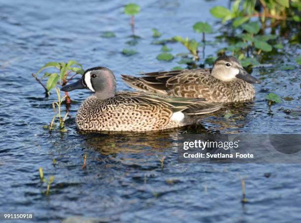 blue-winged teal ducks - blue winged teal stock pictures, royalty-free photos & images