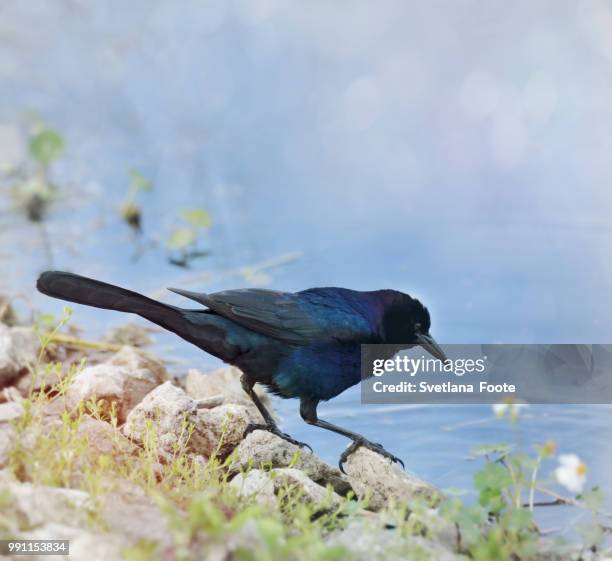 blackbird - berghüttensänger stock-fotos und bilder