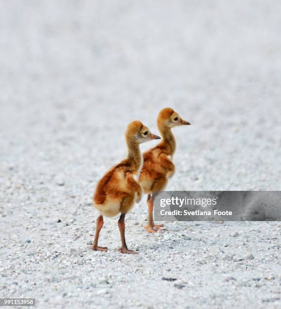 sandhill crane chicks - sandhill stock pictures, royalty-free photos & images