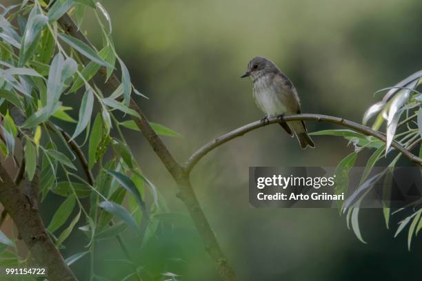 spotted flycatcher - spotted flycatcher stock pictures, royalty-free photos & images