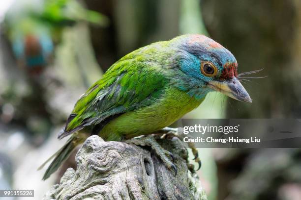 muller's barbet - barbet photos et images de collection