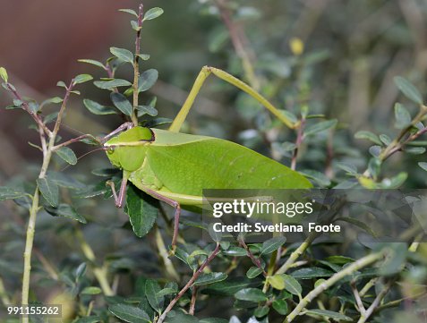 Leaf Bug Leaf Bug