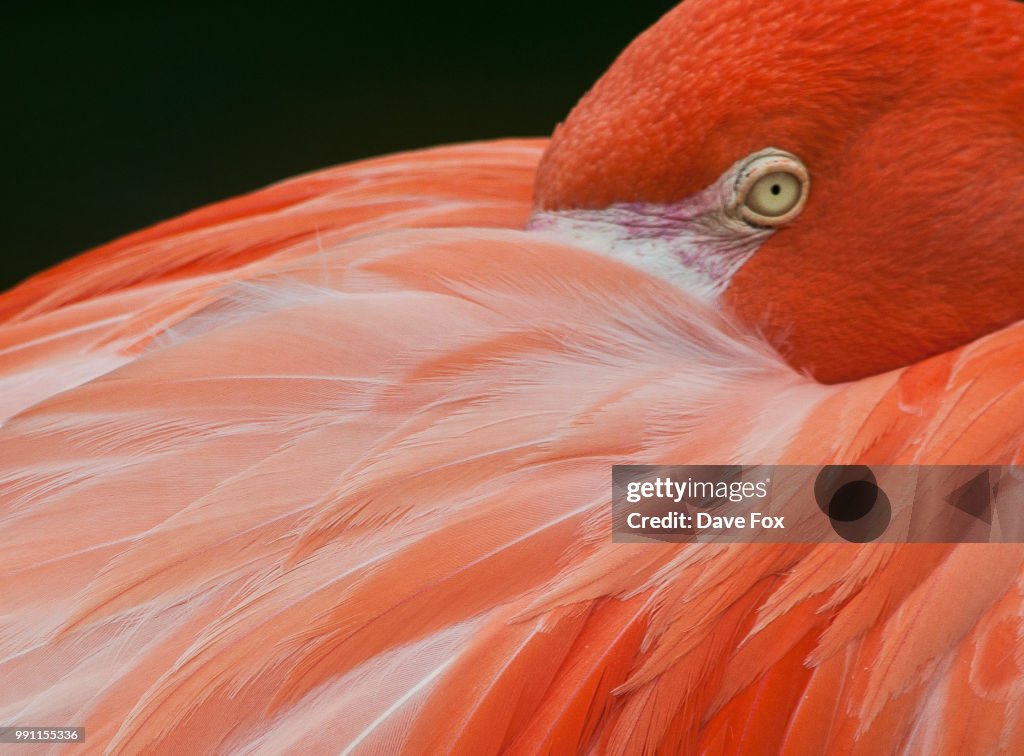 Flamingo eye on you