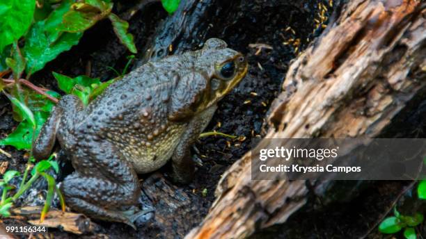 cane toad close up - cane toad fotografías e imágenes de stock