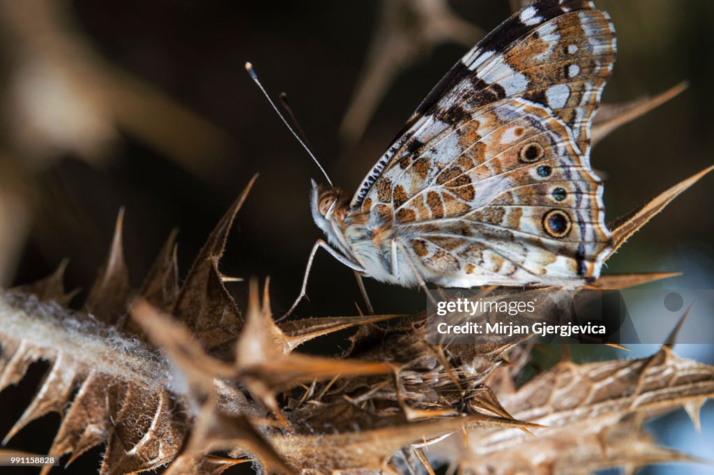 Butterfly macro