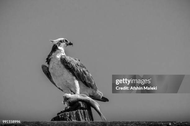 osprey (b&w) - birds b w fotografías e imágenes de stock