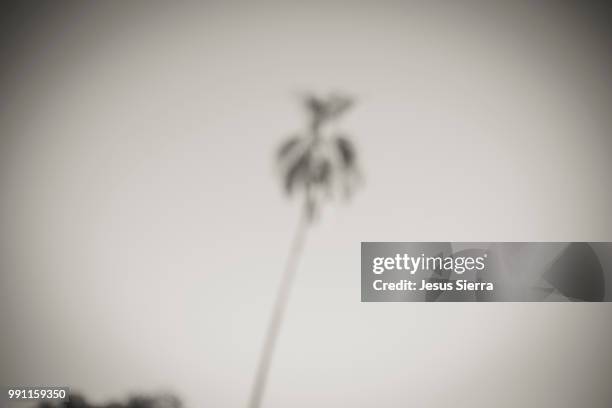 palm trees at iguazu falls. puerto iguazú. argentina. - iguazú stock pictures, royalty-free photos & images