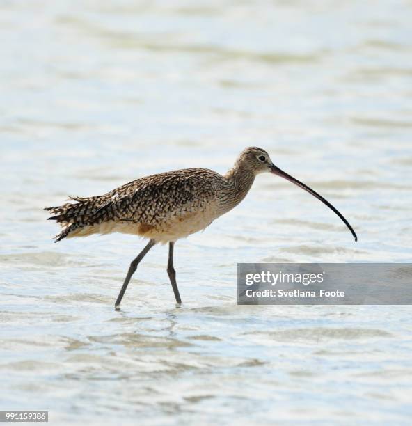 long-billed curlew bird - wader bird stock-fotos und bilder