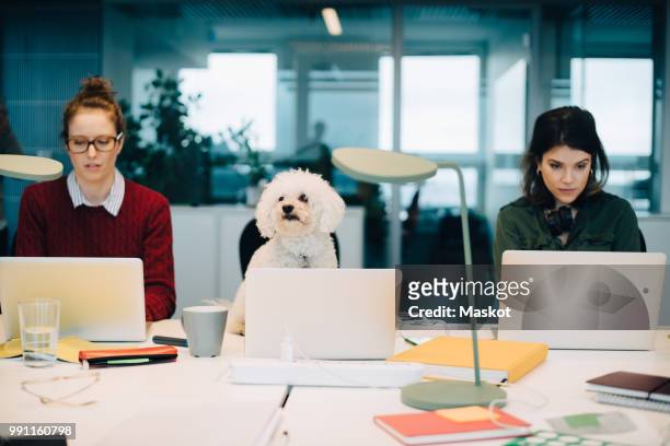 female professionals using laptops while sitting with dog at desk in creative office - eén dier stockfoto's en -beelden