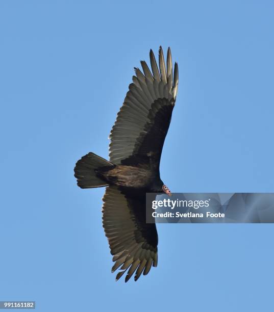 turkey vulture - turkey vulture stock pictures, royalty-free photos & images