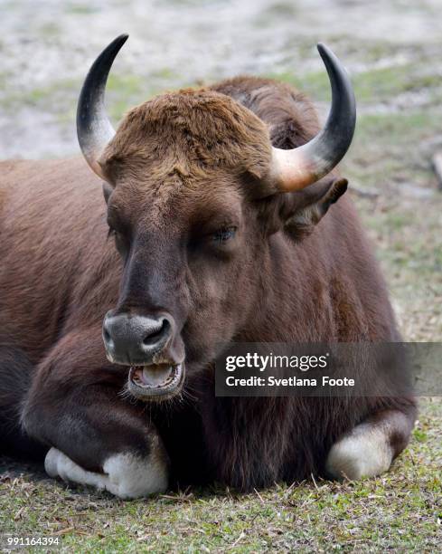 indian gaur - gaur stock pictures, royalty-free photos & images