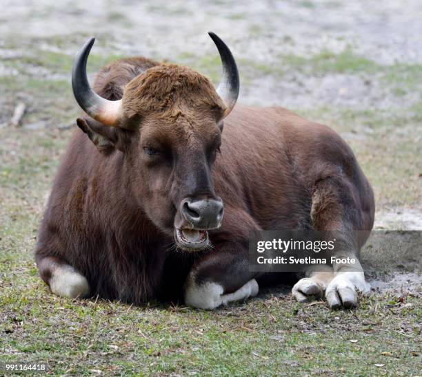 indian gaur - gaur stock pictures, royalty-free photos & images