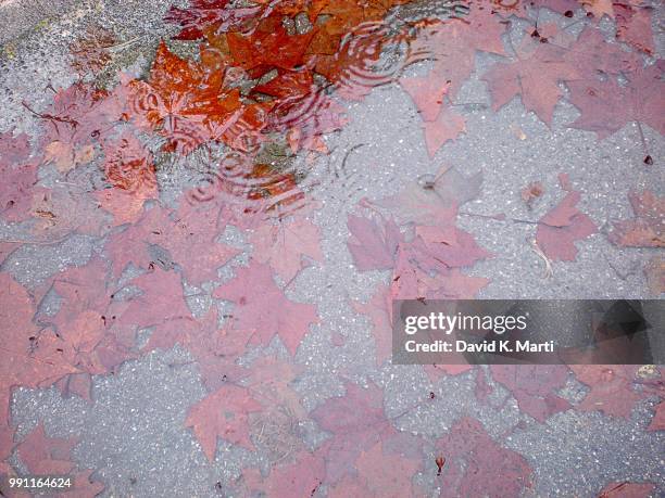 autumn leaves in a puddle - cirrhosis 個照片及圖片檔