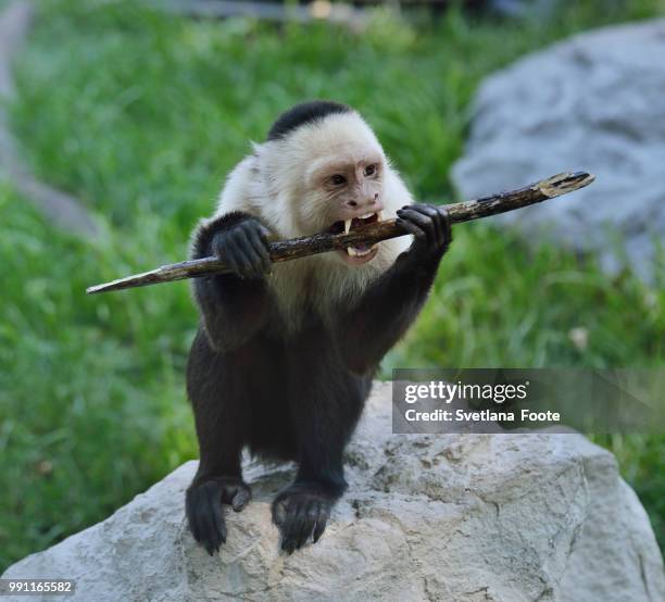 white-throated capuchin monkey - white throated capuchin monkey stock-fotos und bilder